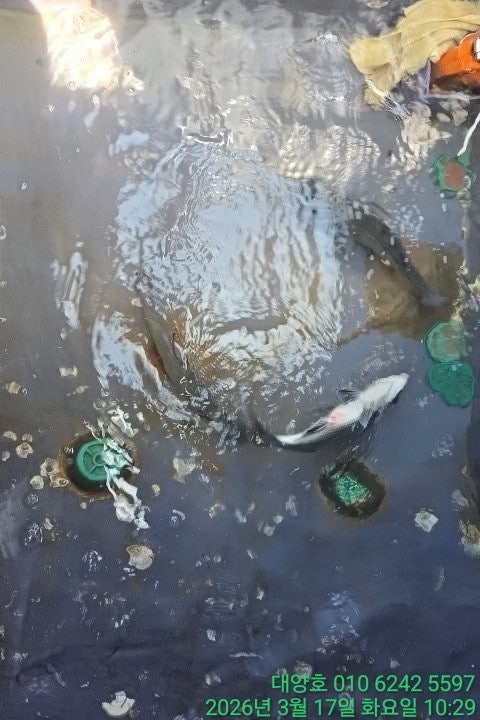 ����ڰ� �ø� �̹���