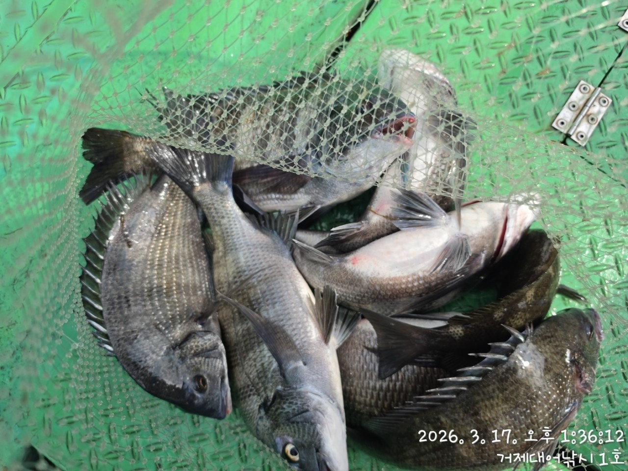 ����ڰ� �ø� �̹���