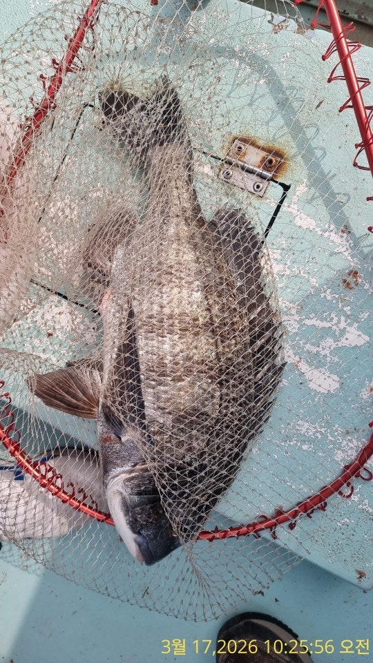 ����ڰ� �ø� �̹���