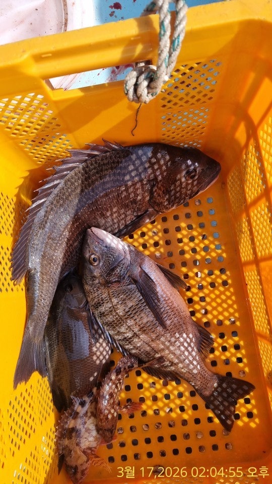 ����ڰ� �ø� �̹���