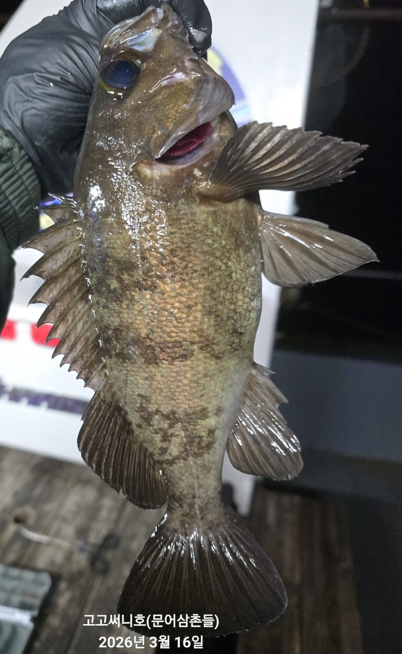 ����ڰ� �ø� �̹���