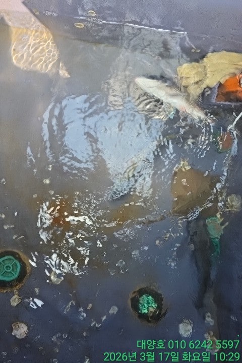 ����ڰ� �ø� �̹���