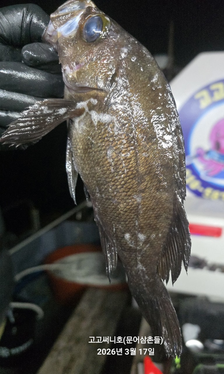 ����ڰ� �ø� �̹���