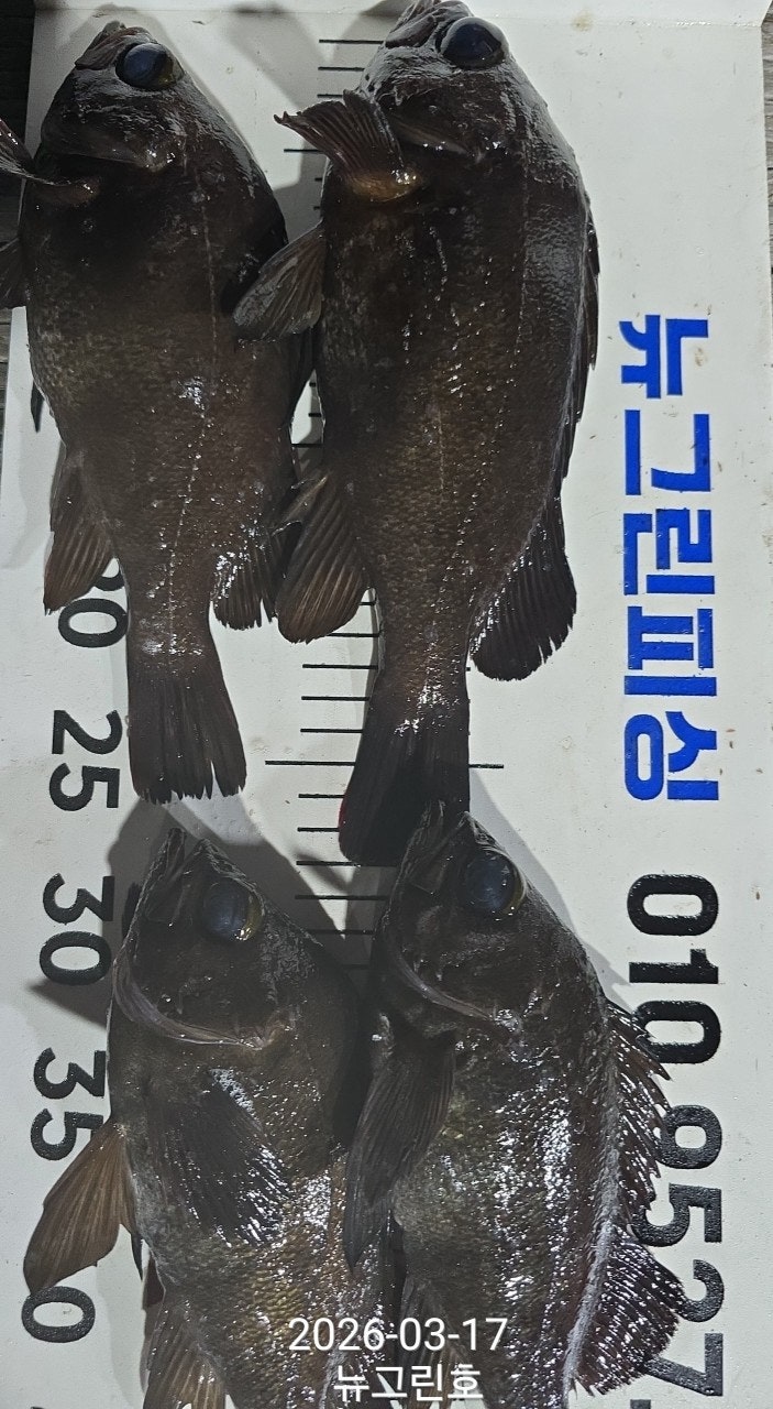 ����ڰ� �ø� �̹���