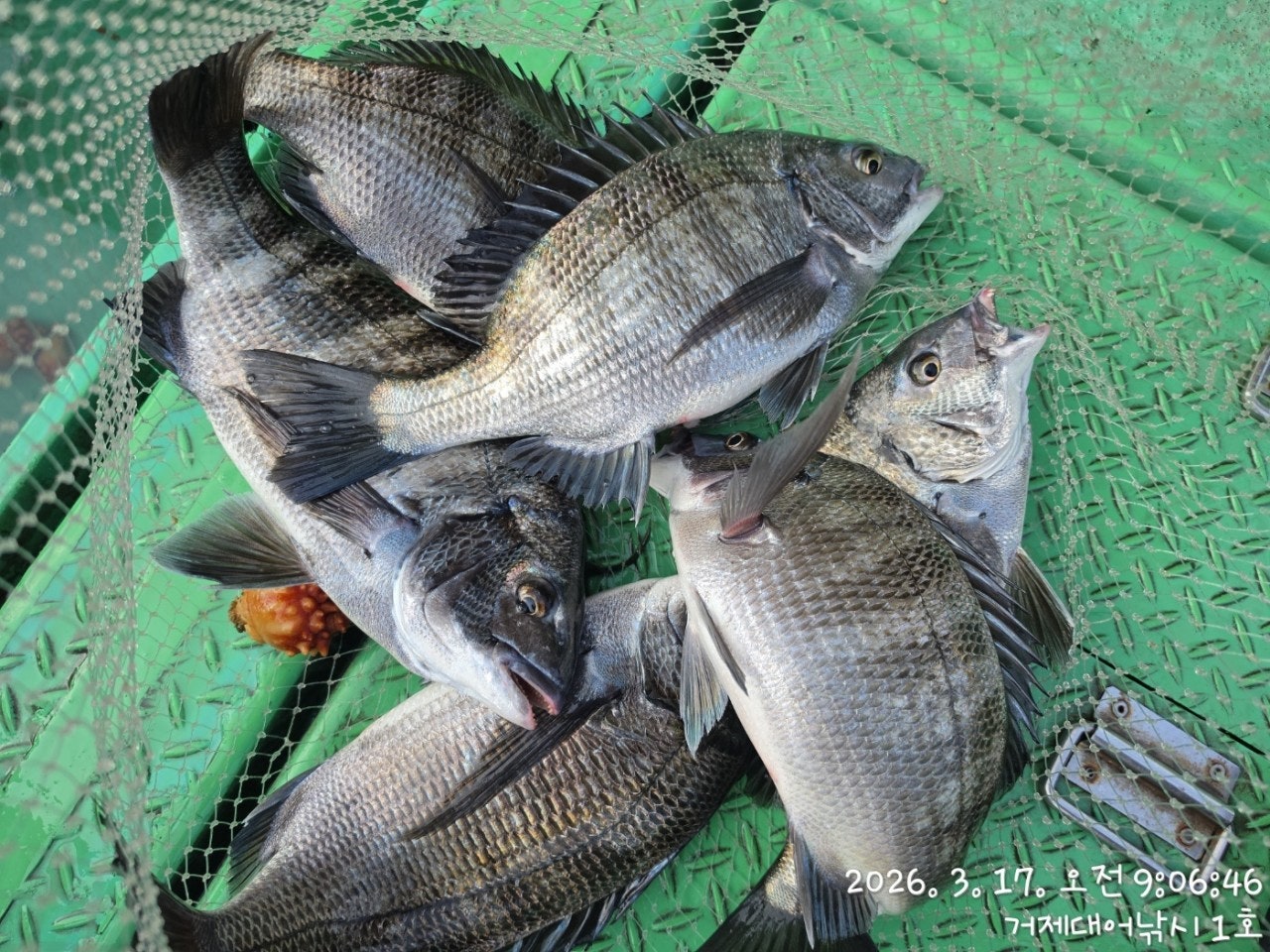 ����ڰ� �ø� �̹���