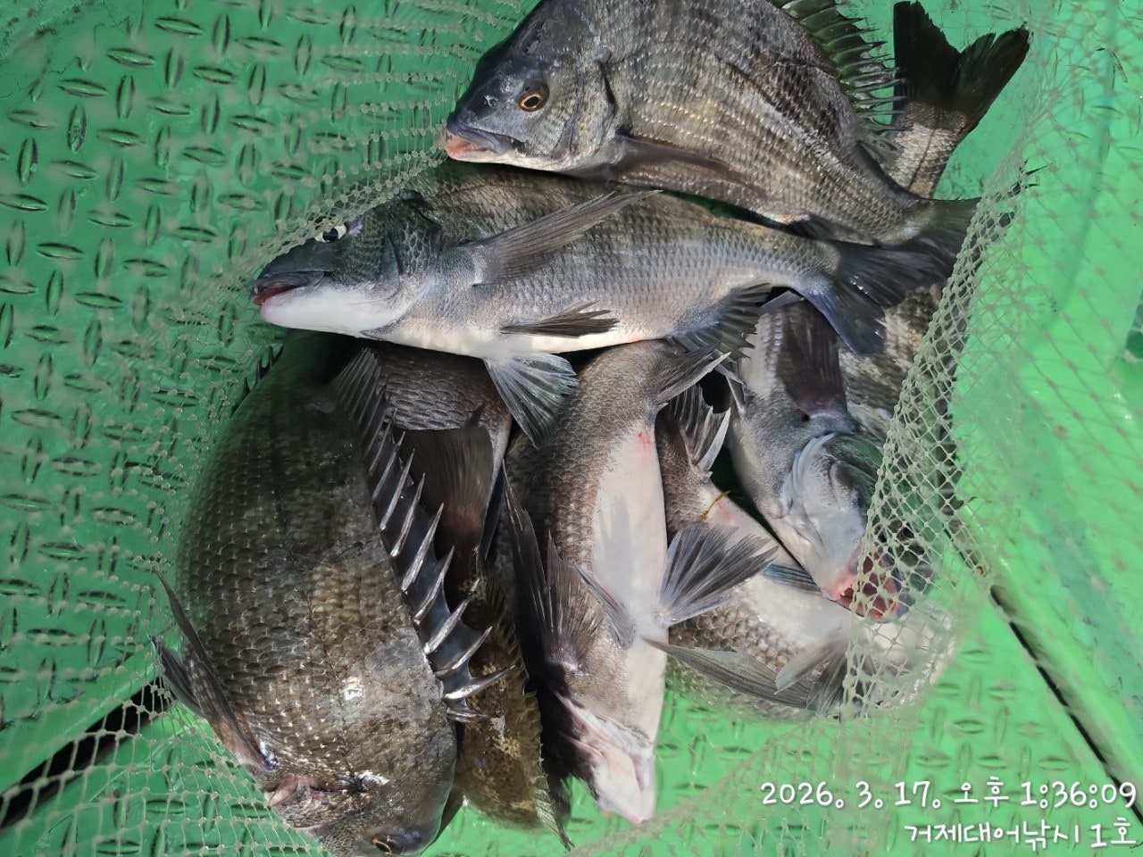 ����ڰ� �ø� �̹���