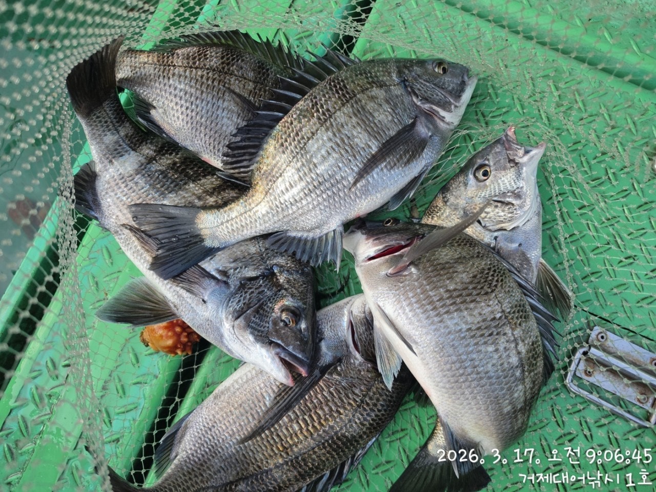 ����ڰ� �ø� �̹���