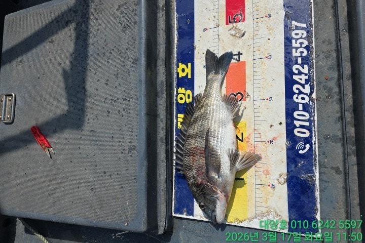 ����ڰ� �ø� �̹���