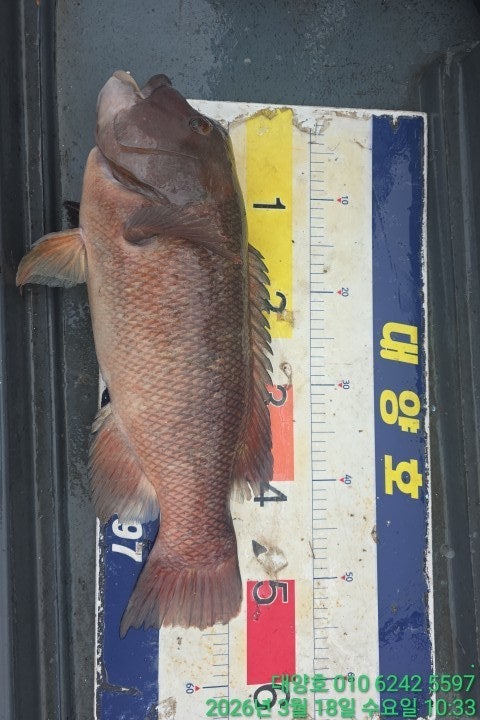 ����ڰ� �ø� �̹���