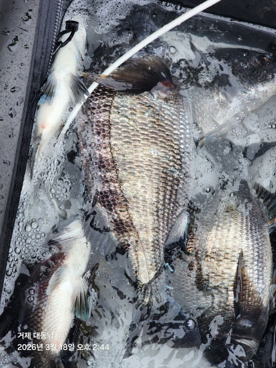 ����ڰ� �ø� �̹���