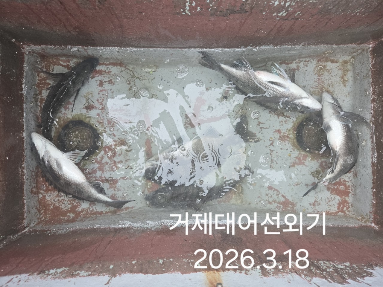 ����ڰ� �ø� �̹���