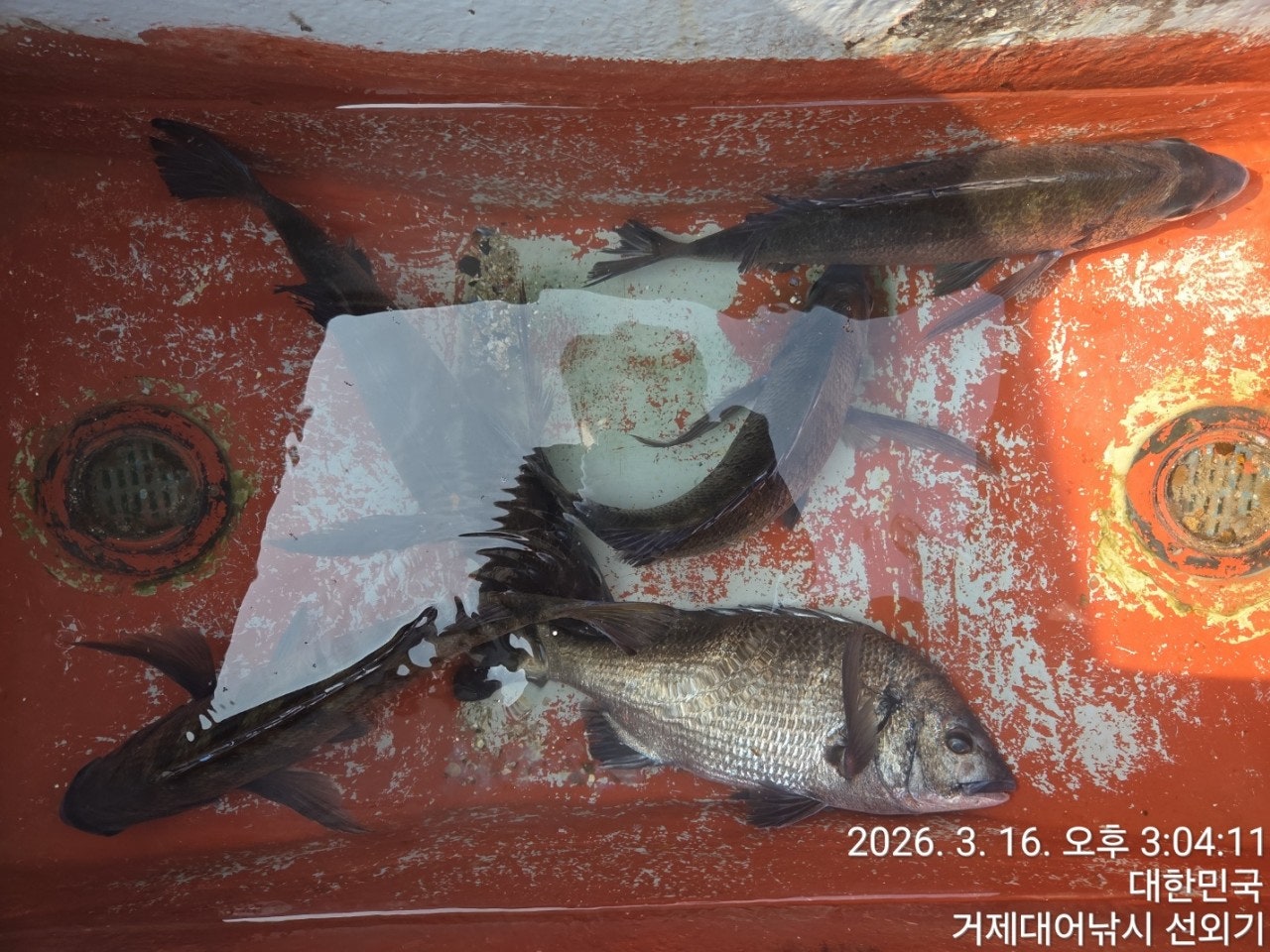 ����ڰ� �ø� �̹���