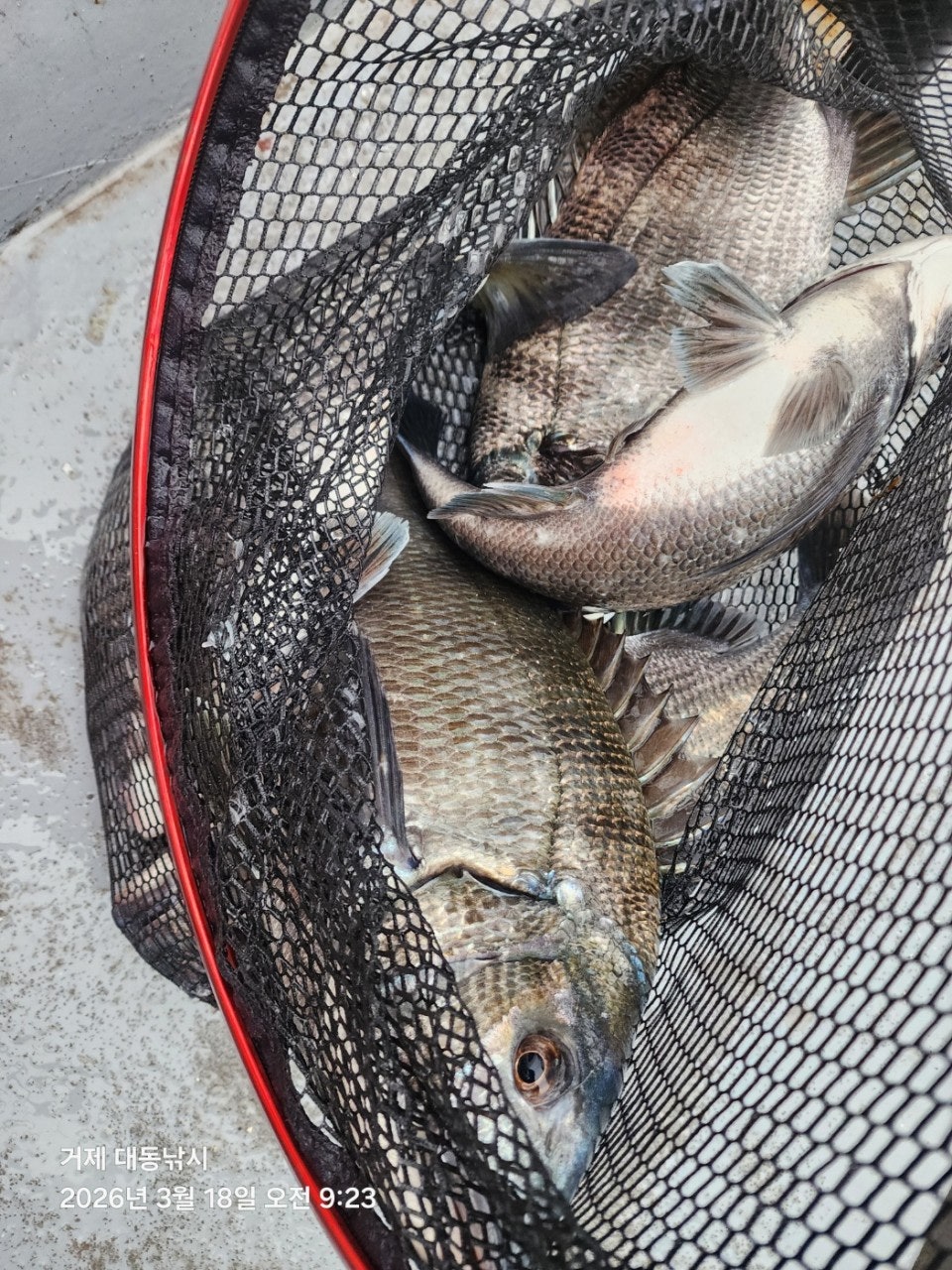 ����ڰ� �ø� �̹���