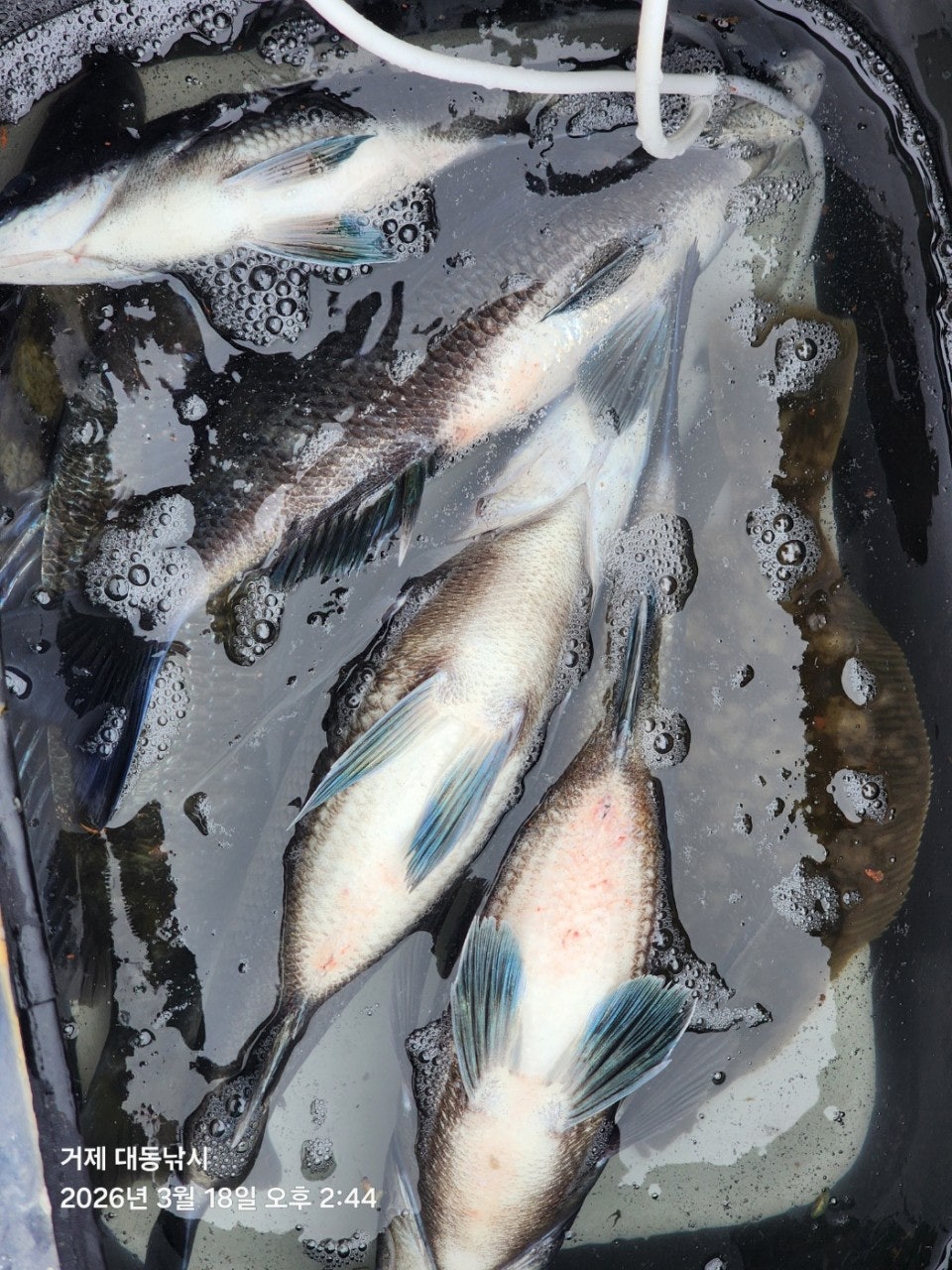 ����ڰ� �ø� �̹���