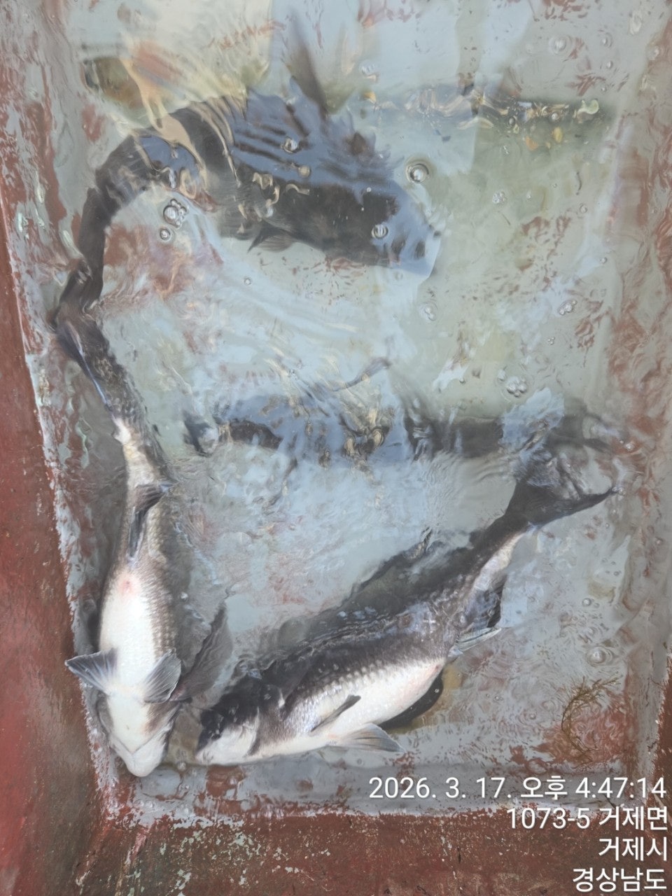 ����ڰ� �ø� �̹���