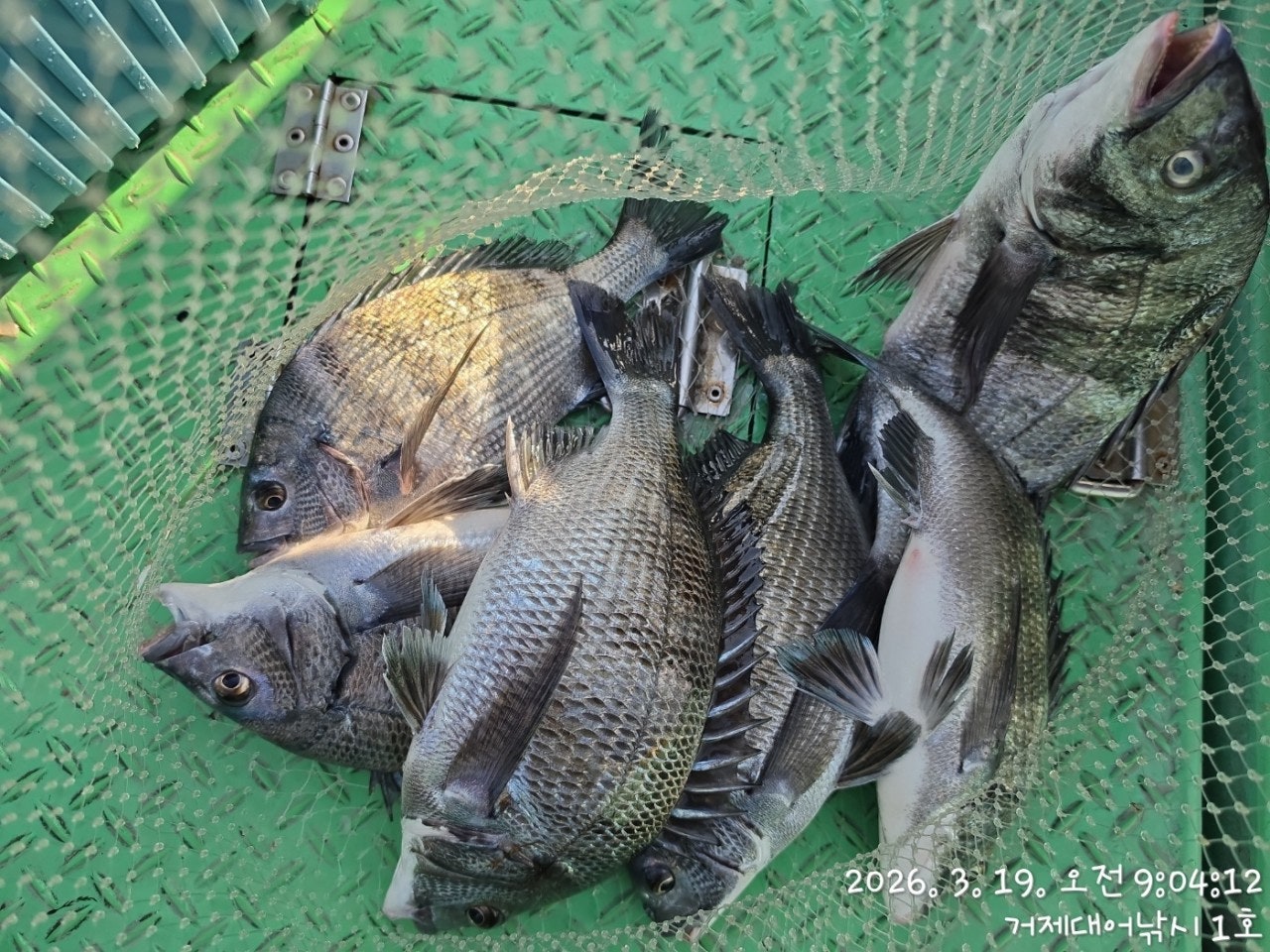 ����ڰ� �ø� �̹���