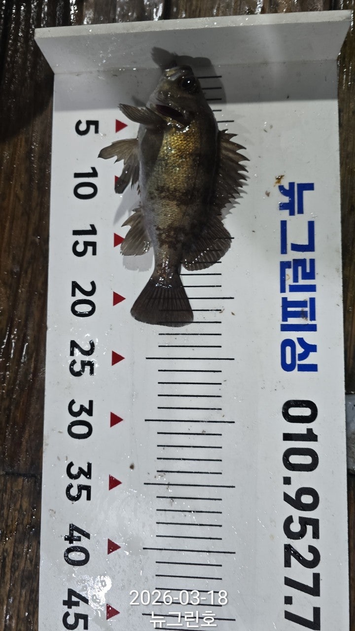 ����ڰ� �ø� �̹���