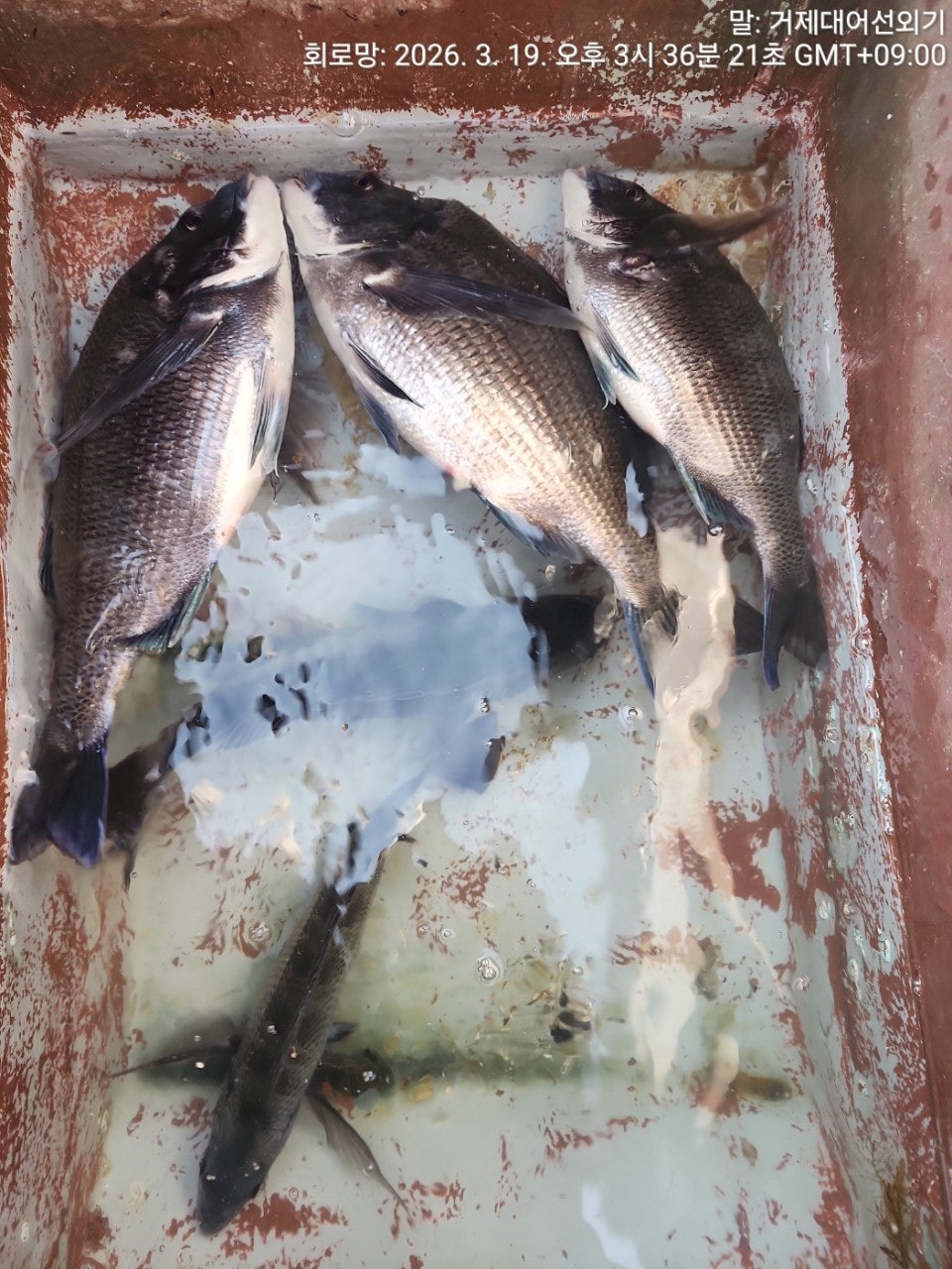 ����ڰ� �ø� �̹���