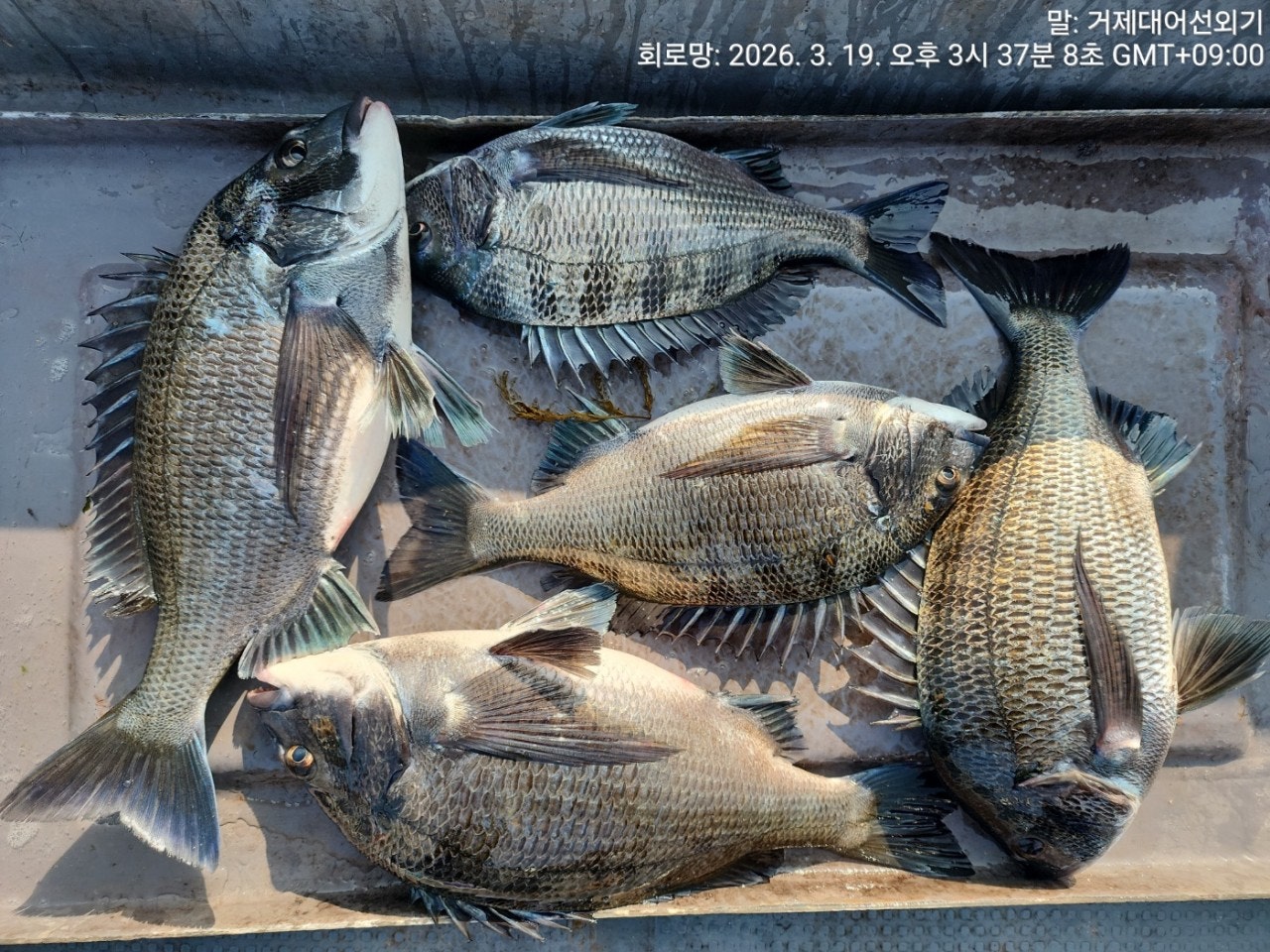 ����ڰ� �ø� �̹���