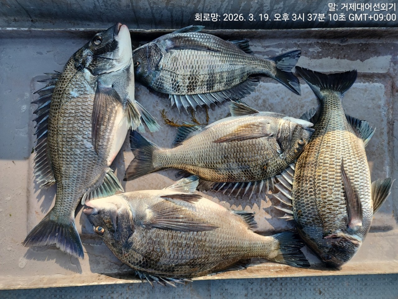 ����ڰ� �ø� �̹���