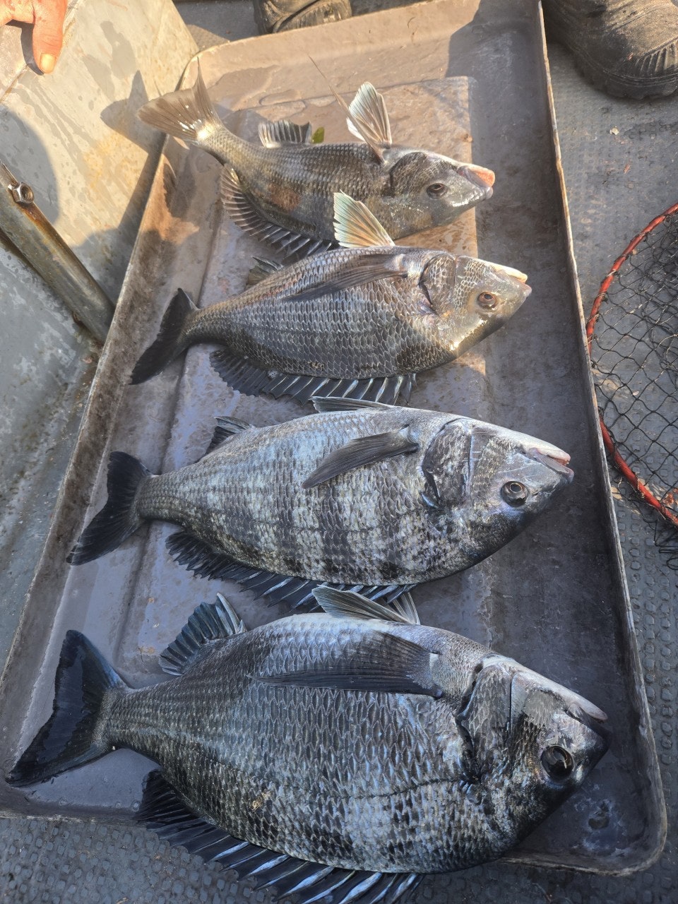 ����ڰ� �ø� �̹���