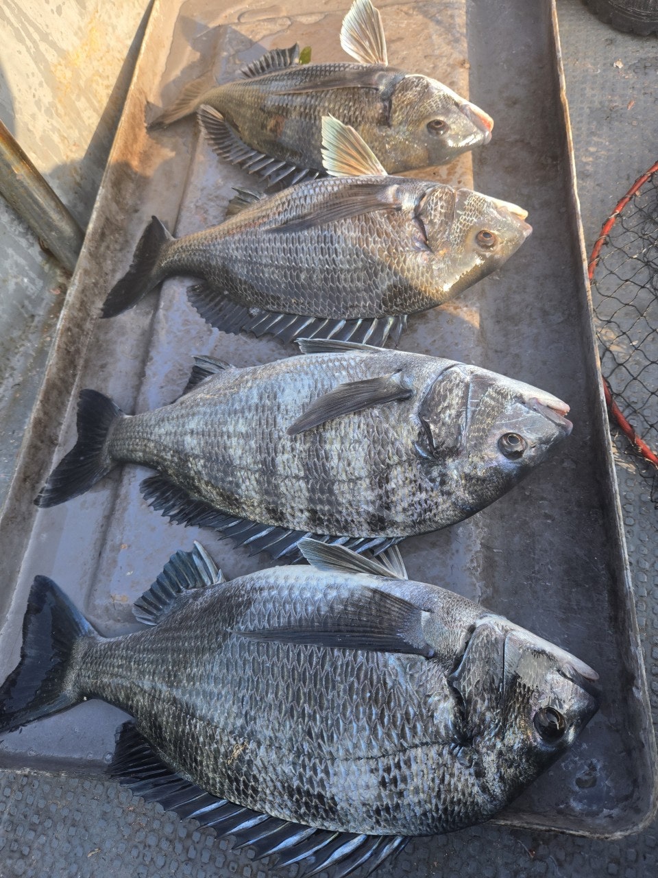 ����ڰ� �ø� �̹���