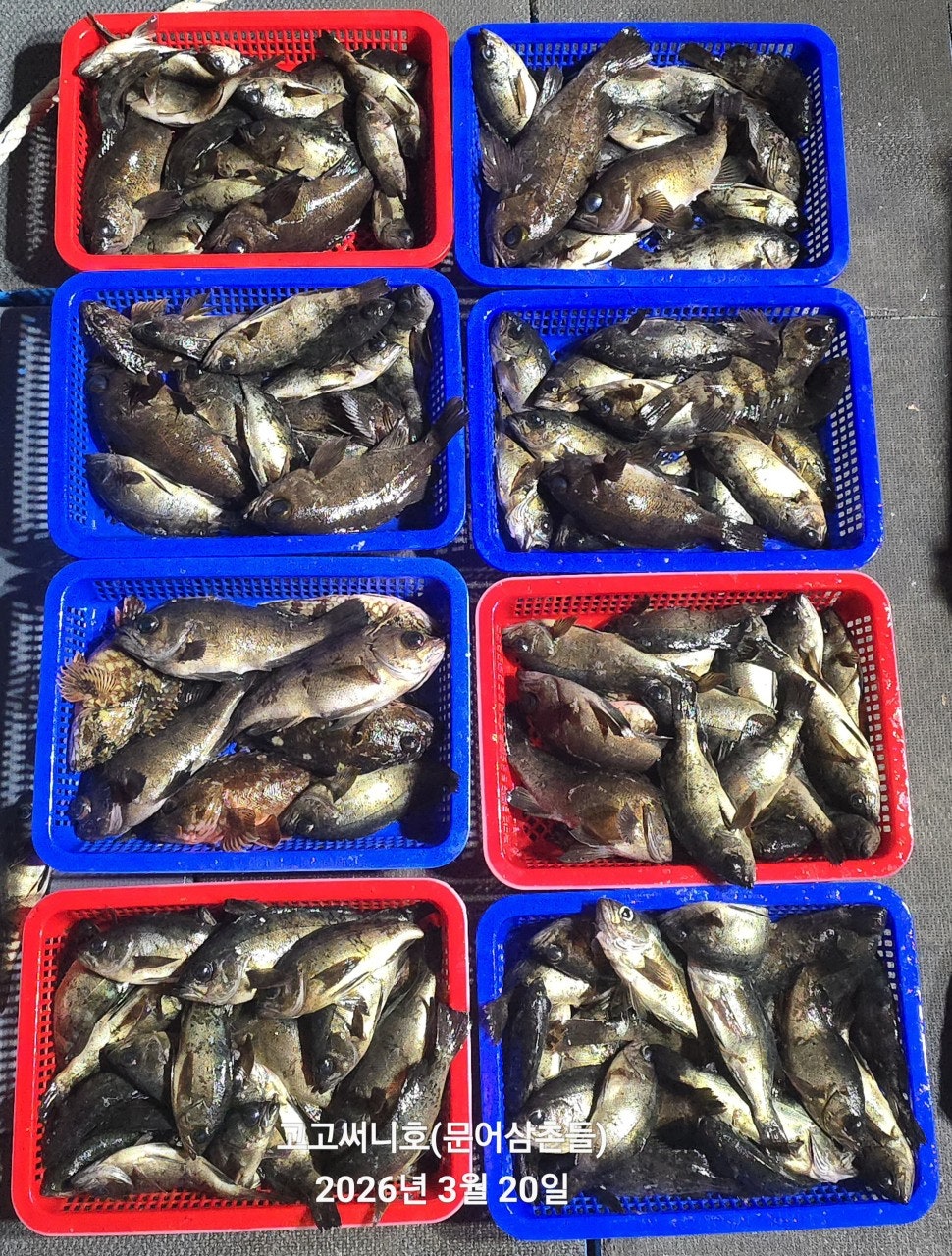 ����ڰ� �ø� �̹���