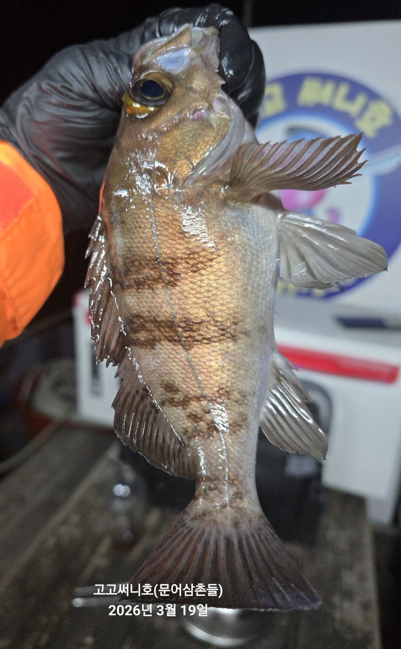 ����ڰ� �ø� �̹���