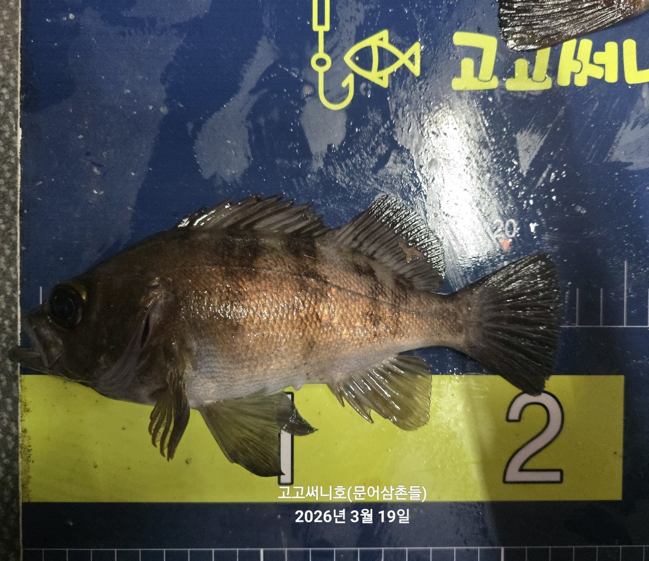 ����ڰ� �ø� �̹���