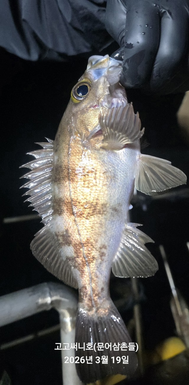 ����ڰ� �ø� �̹���