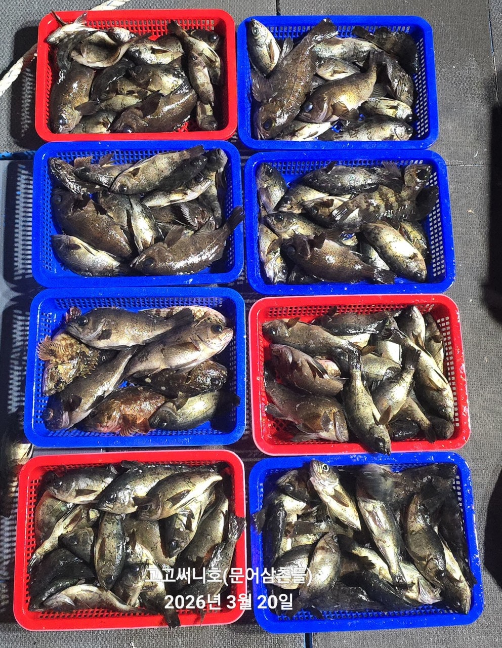 ����ڰ� �ø� �̹���