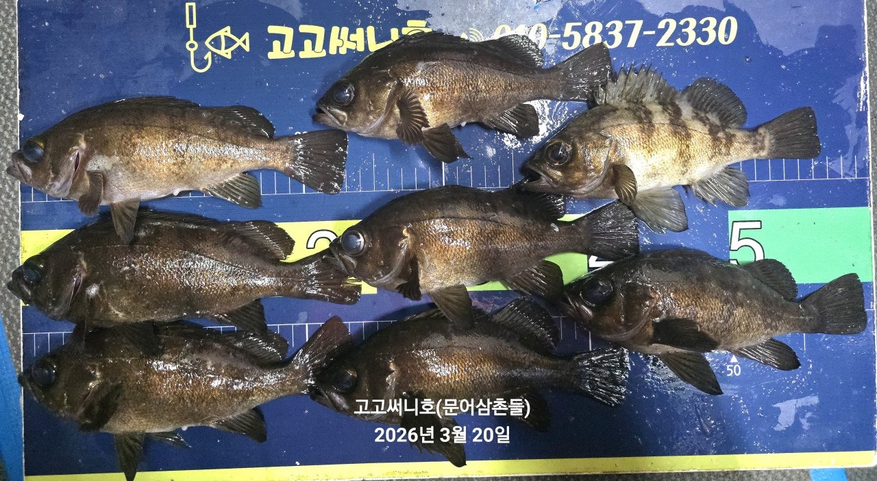 ����ڰ� �ø� �̹���