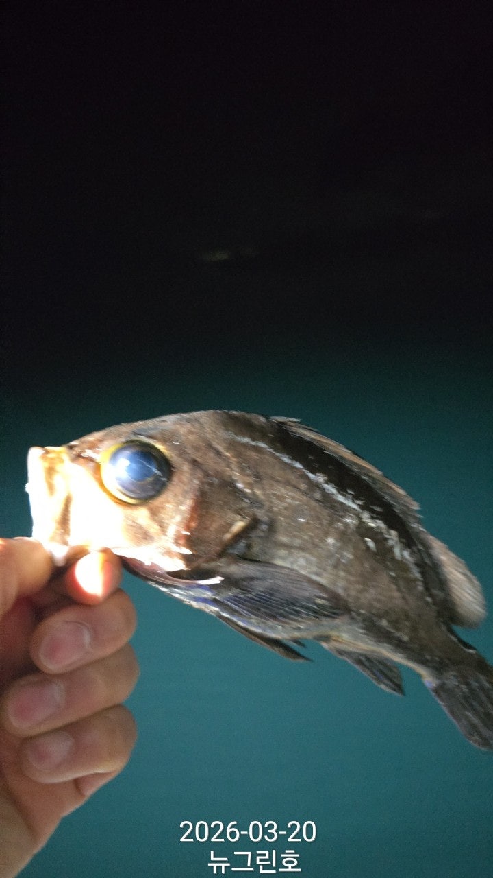 ����ڰ� �ø� �̹���