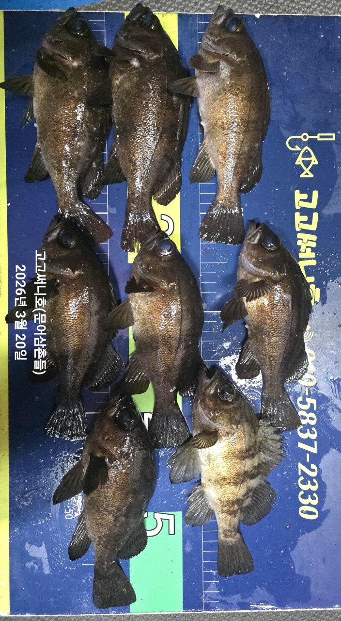 ����ڰ� �ø� �̹���