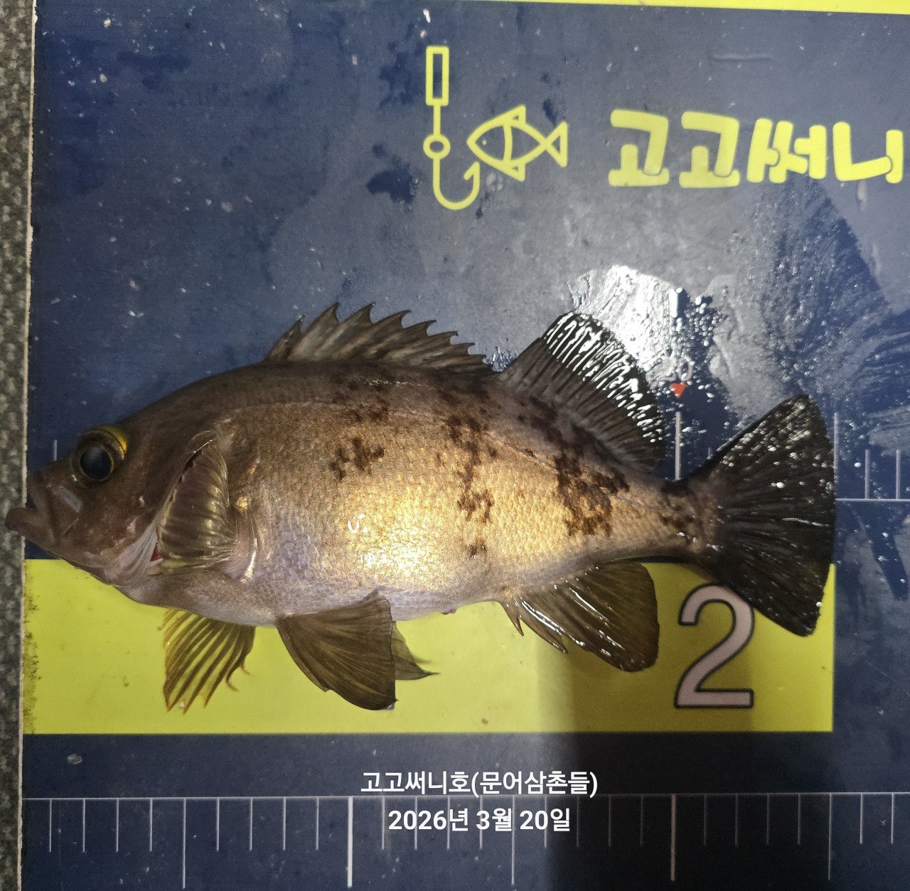 ����ڰ� �ø� �̹���