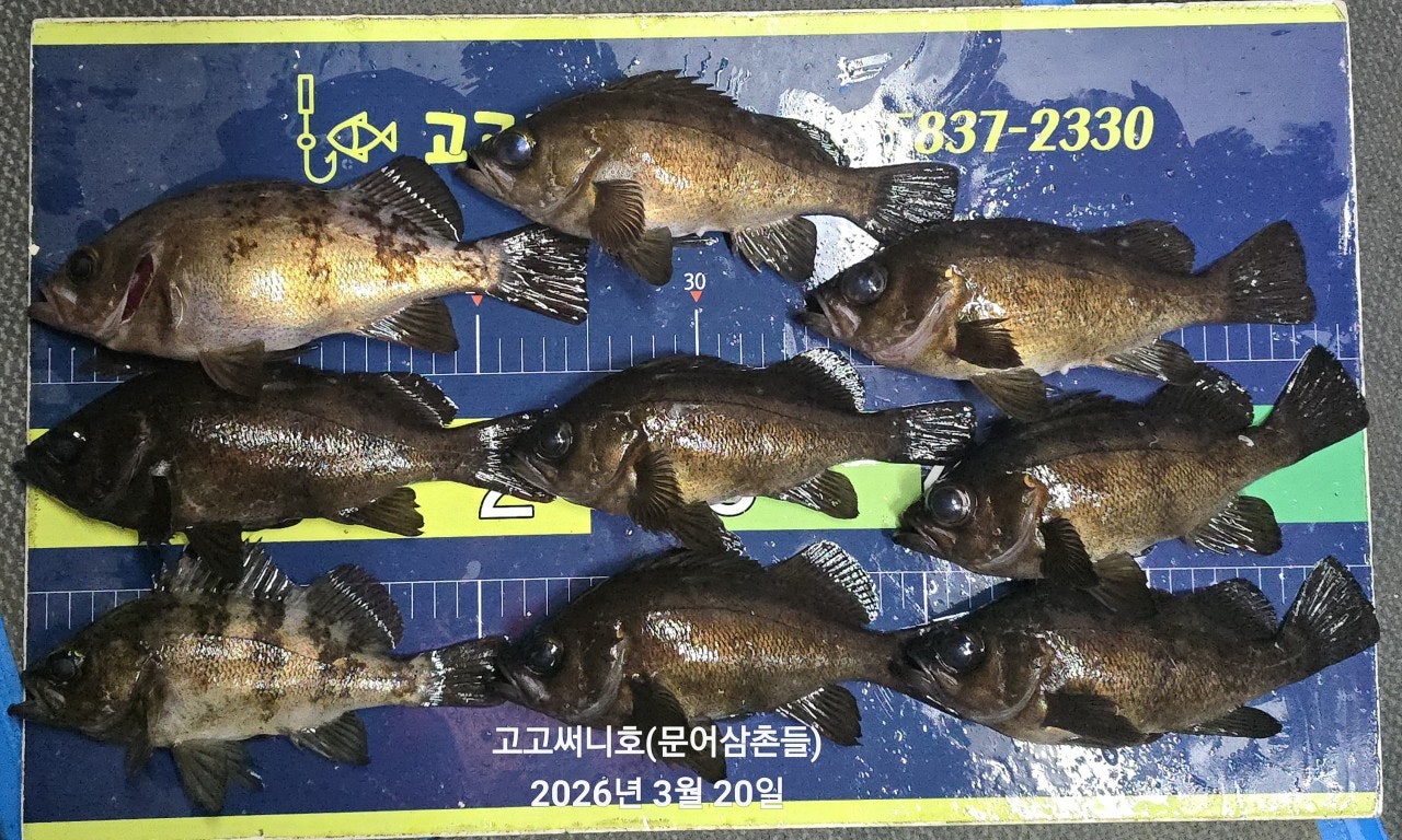 ����ڰ� �ø� �̹���