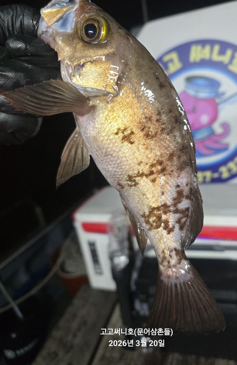 ����ڰ� �ø� �̹���