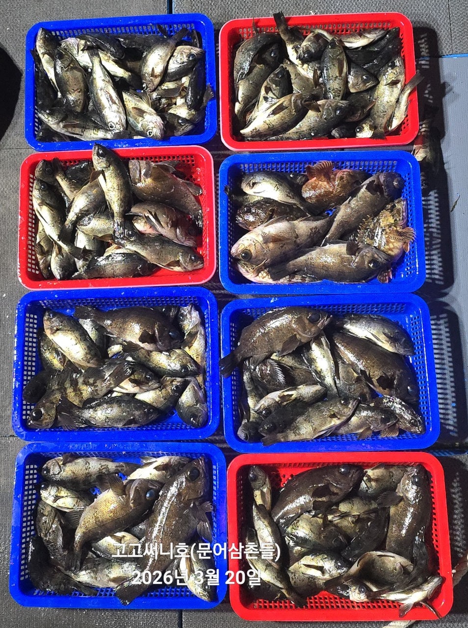 ����ڰ� �ø� �̹���