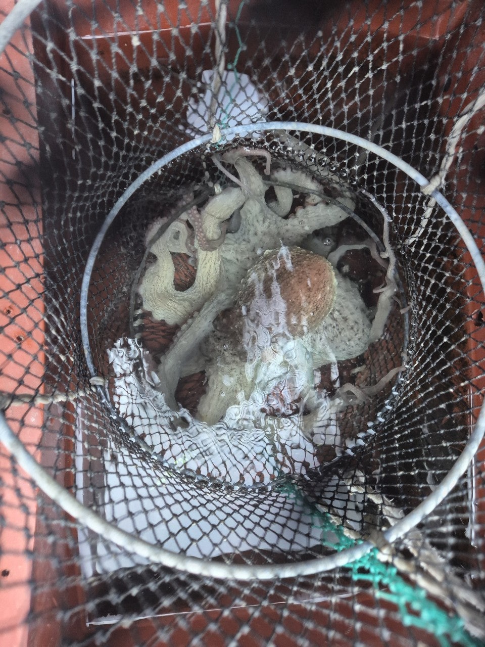 ����ڰ� �ø� �̹���