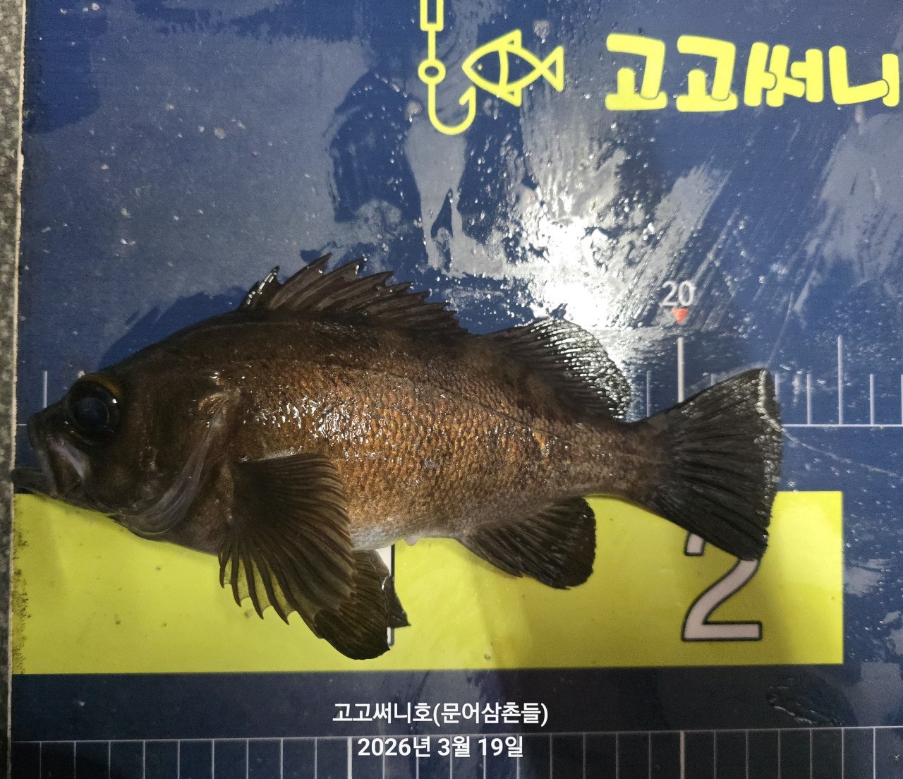 ����ڰ� �ø� �̹���