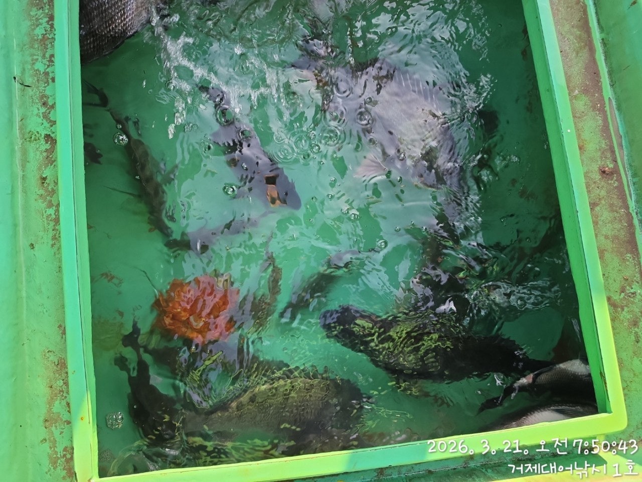 ����ڰ� �ø� �̹���