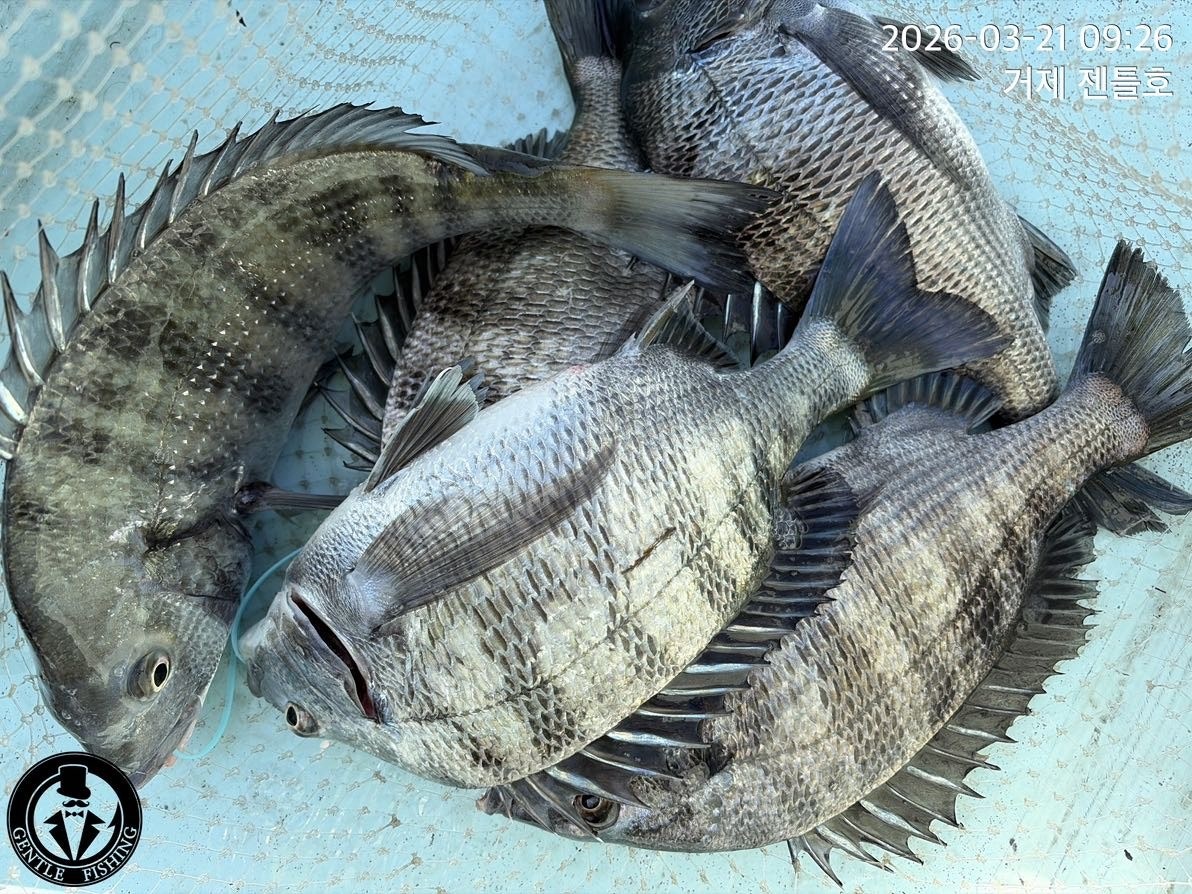 ����ڰ� �ø� �̹���