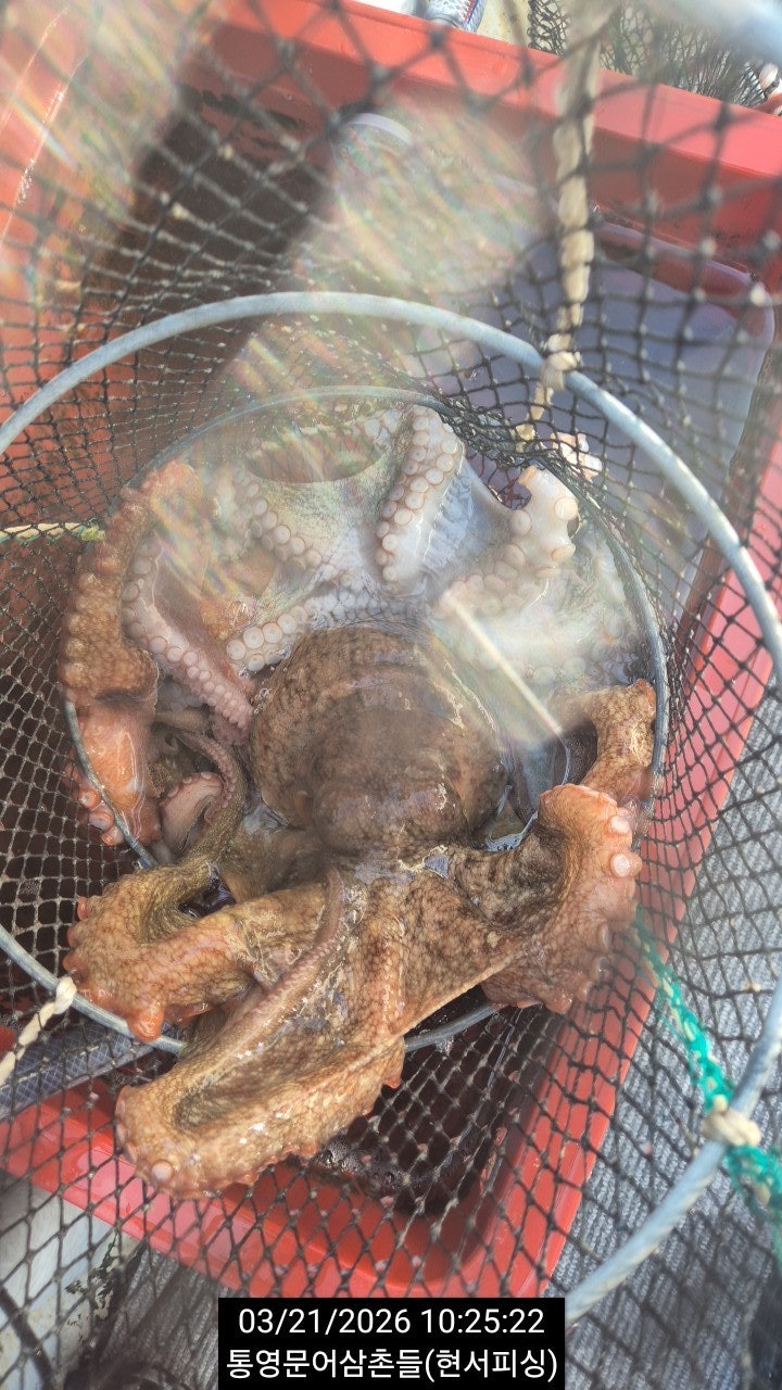 ����ڰ� �ø� �̹���