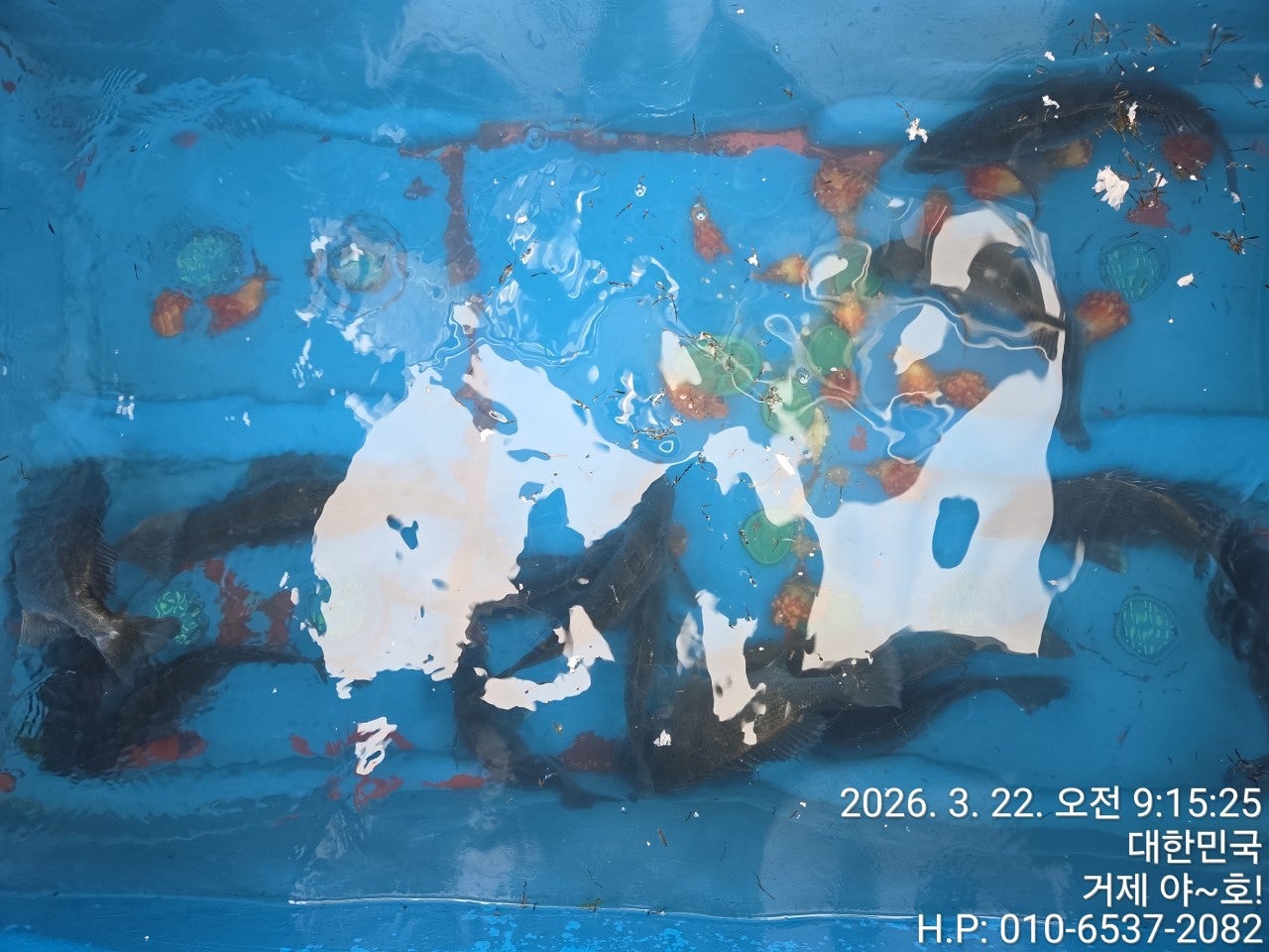 ����ڰ� �ø� �̹���