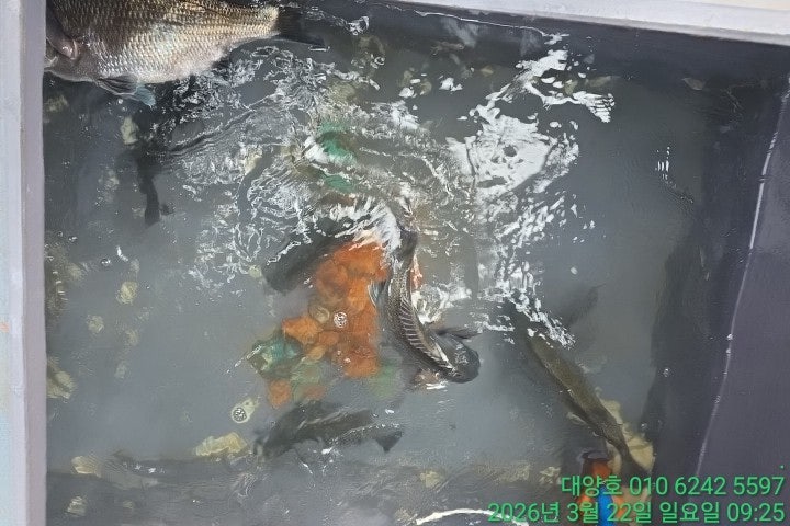 ����ڰ� �ø� �̹���