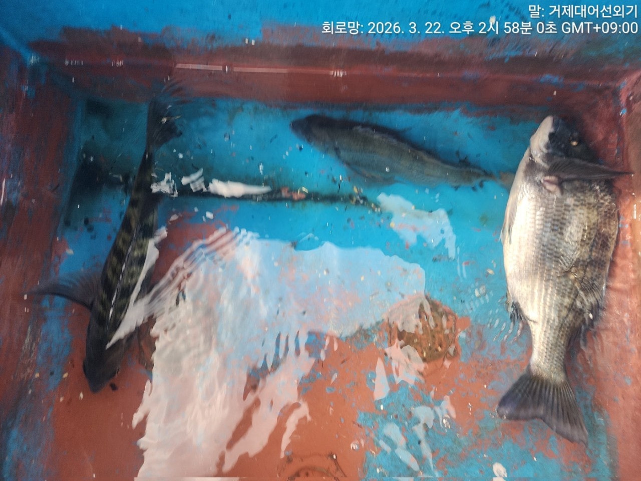 ����ڰ� �ø� �̹���