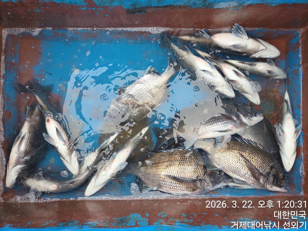 ����ڰ� �ø� �̹���