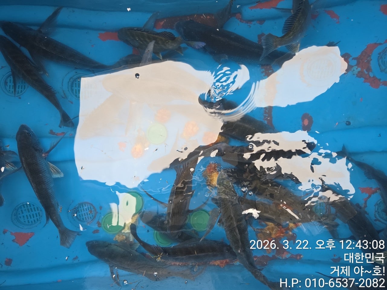 ����ڰ� �ø� �̹���