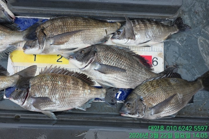 ����ڰ� �ø� �̹���