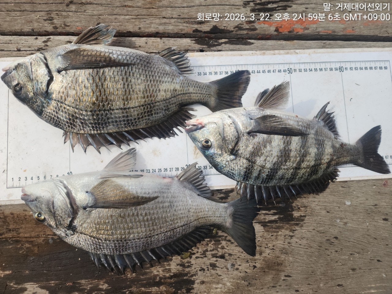 ����ڰ� �ø� �̹���